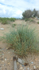 Thinopyrum bessarabicum