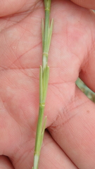 Thinopyrum bessarabicum