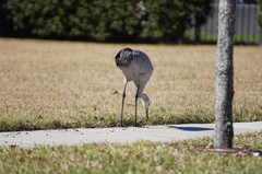 Grus canadensis image