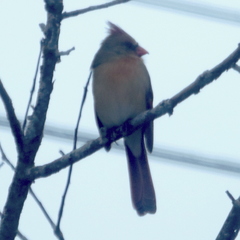 Cardinalis cardinalis