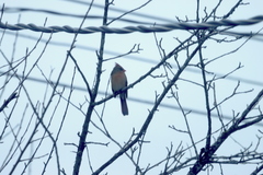 Cardinalis cardinalis