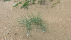 Thinopyrum bessarabicum