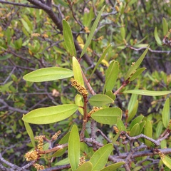 Pleradenophora bilocularis