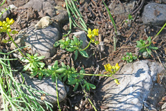 Draba maguirei