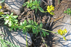 Draba maguirei