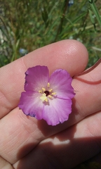 Clarkia gracilis gracilis
