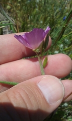 Clarkia gracilis gracilis