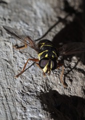 Meromacrus laconicus