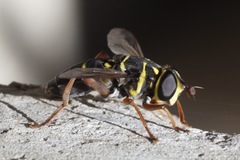 Meromacrus laconicus