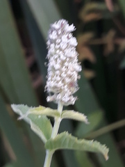 Mentha