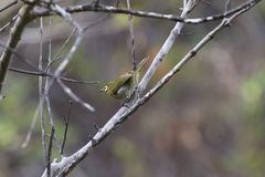 Zosterops xanthochroa