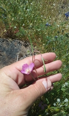 Clarkia gracilis gracilis