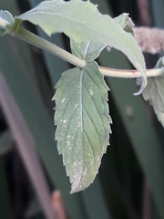 Mentha