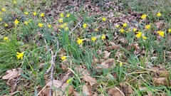 Narcissus minor asturiensis