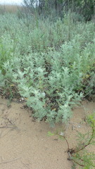 Artemisia taurica