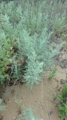 Artemisia taurica