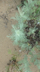 Artemisia taurica