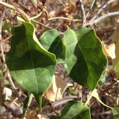 Marsdenia edulis
