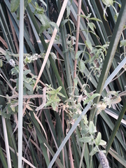 Mentha