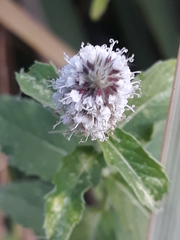 Mentha