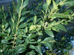 Psylla buxi