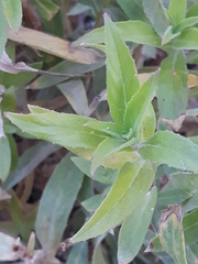 Magnoliopsida