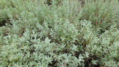 Artemisia taurica