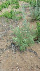 Artemisia taurica