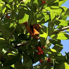 Polygonia interrogationis