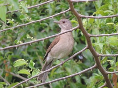Turdus leucomelas