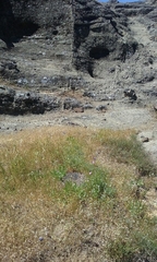 Clarkia gracilis gracilis