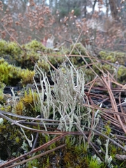 Cladonia subulata