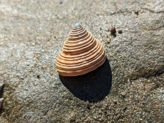 Calliostoma canaliculatum