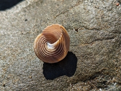Calliostoma canaliculatum