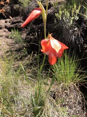 Gladiolus saundersii