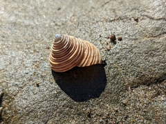 Calliostoma canaliculatum