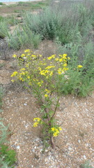 Jacobaea schischkiniana