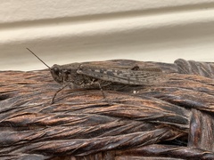 Schistocerca literosa
