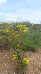 Jacobaea schischkiniana