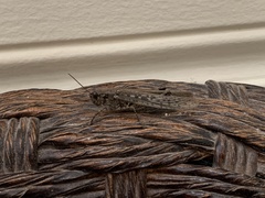 Schistocerca literosa