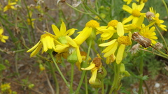 Jacobaea schischkiniana