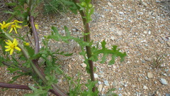 Jacobaea schischkiniana