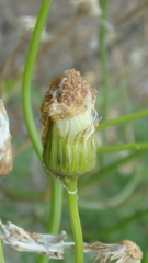 Jacobaea schischkiniana