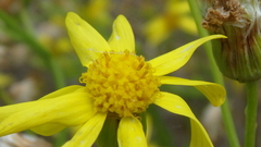 Jacobaea schischkiniana