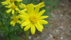 Jacobaea schischkiniana