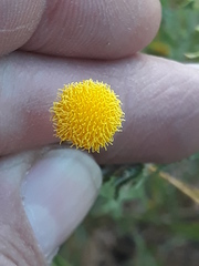 Inuleae