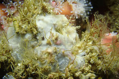 Phorbas californianus