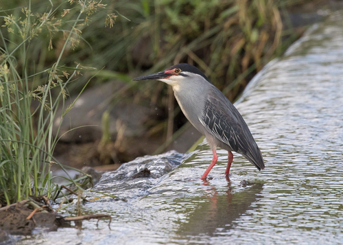 Little Heron