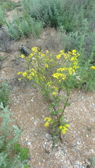 Jacobaea schischkiniana