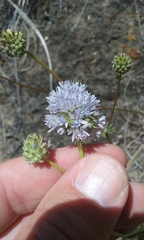 Gilia capitata